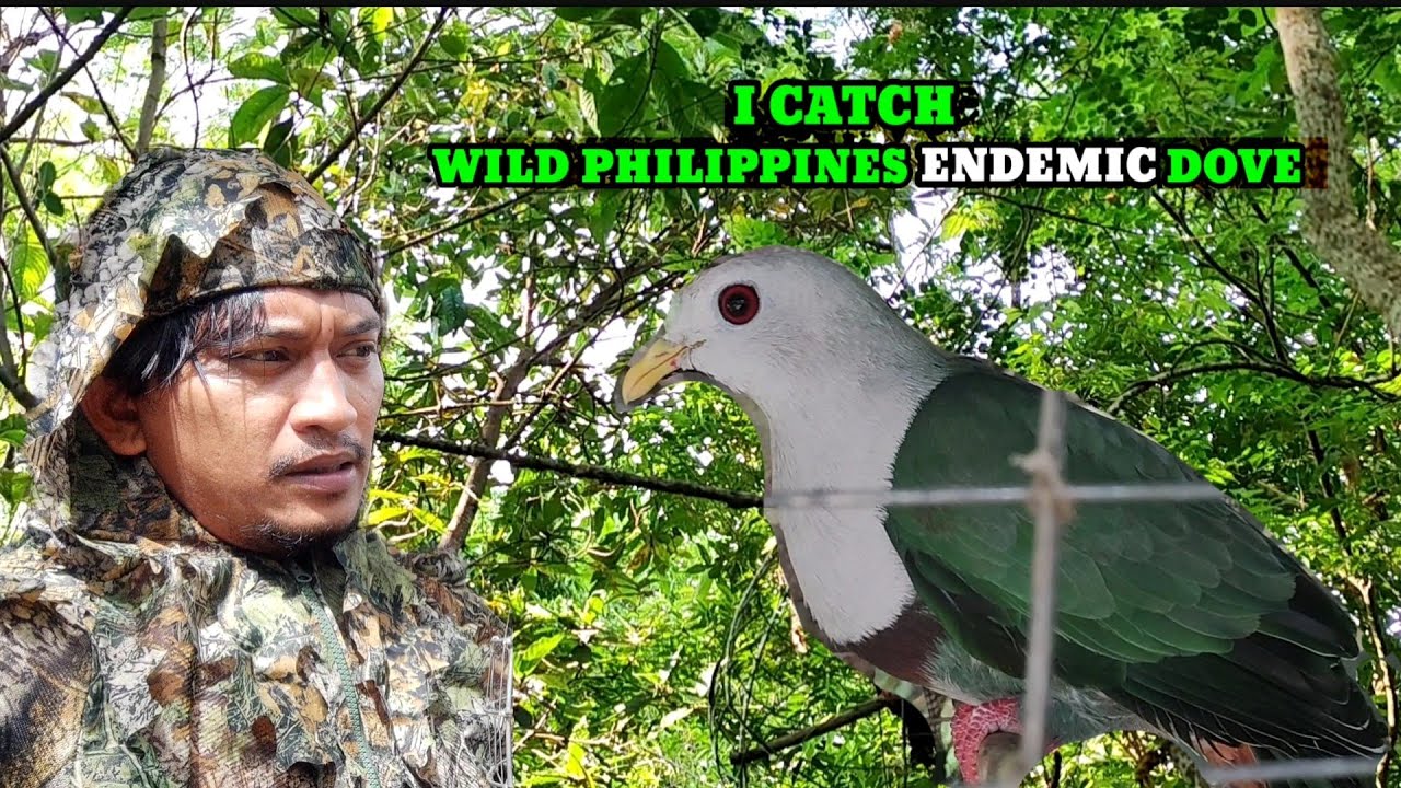 I CAUGHT ENDEMIC WILD DOVE ONLY IN THE PHILIPPINES