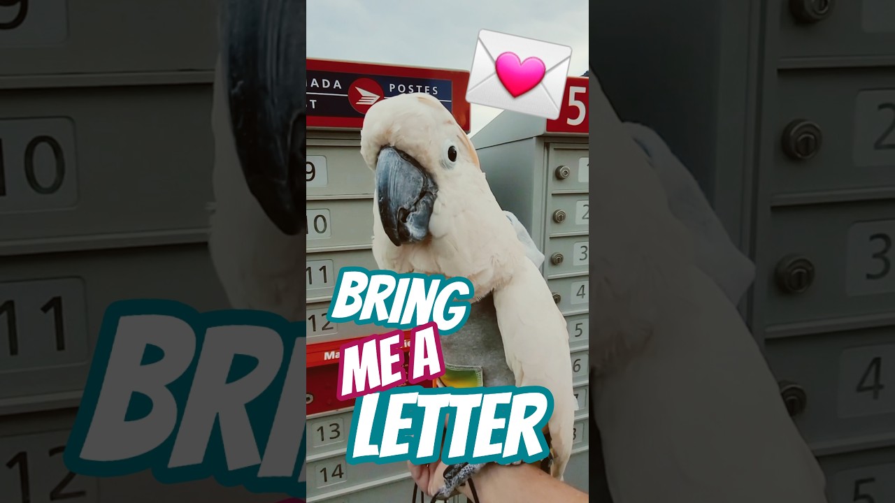 Did I get mail today?  Max checks the mailbox. #mrpostman #mailcall #parrothoodie