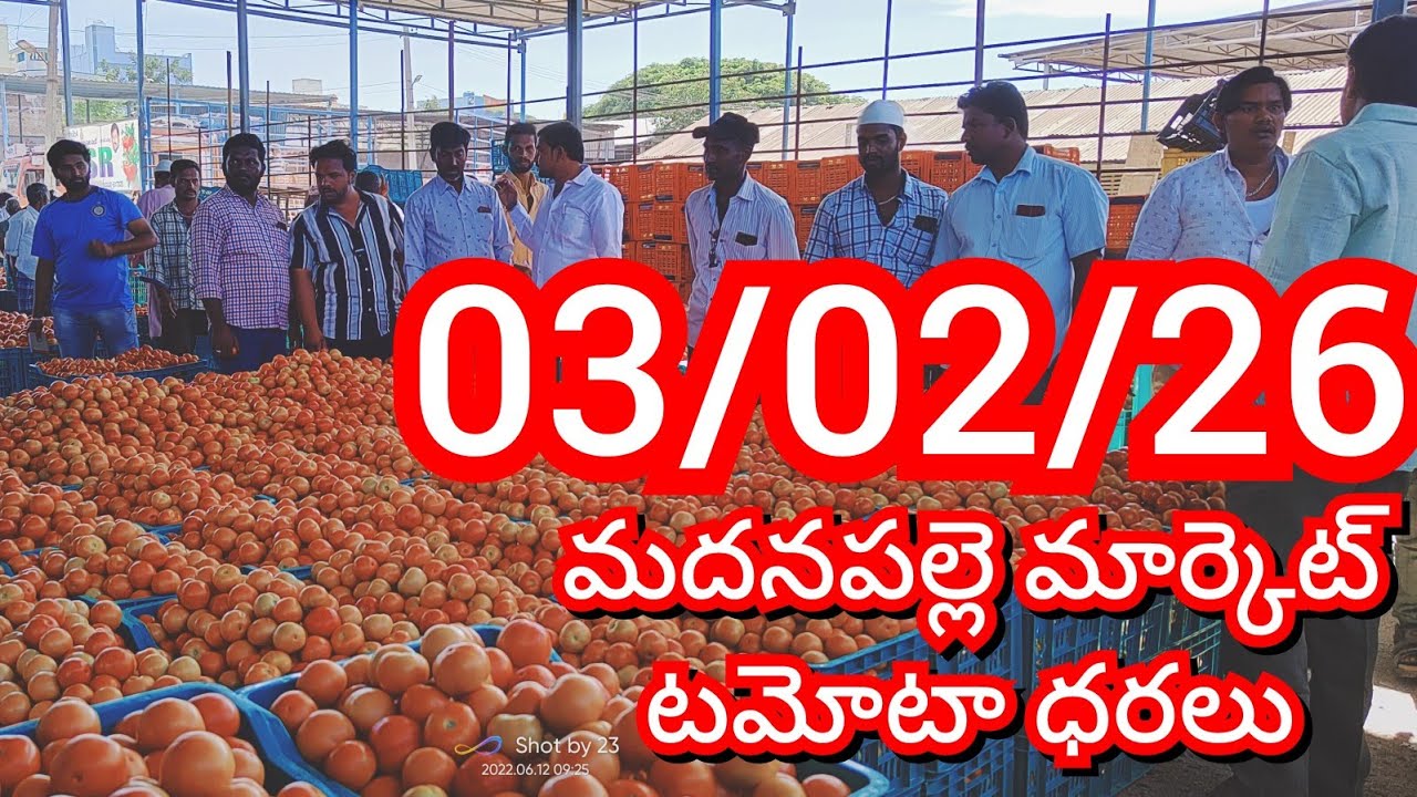 03-02-26 Madanapalle Tomato Market price Today || Today Tomato Market Rate in Madanapalle 