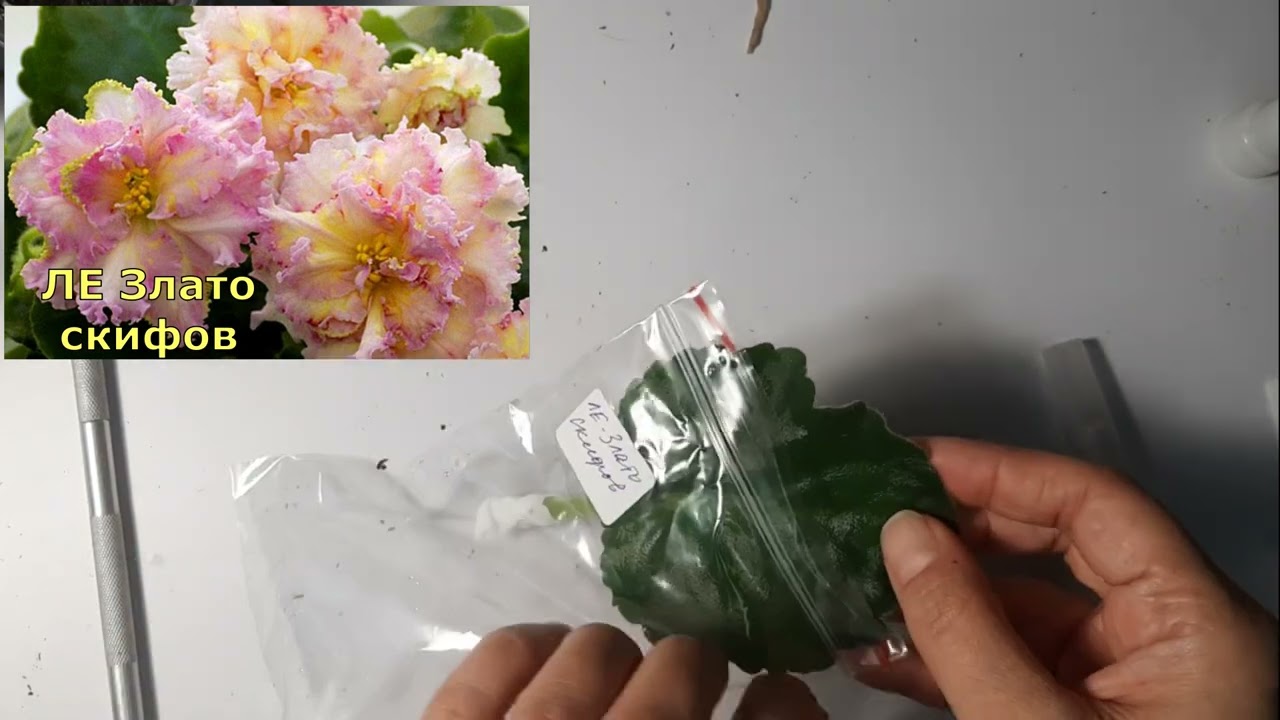 Мини фиалки Новая коллекция