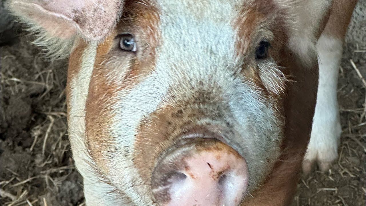 UPDATE ON THE FARM