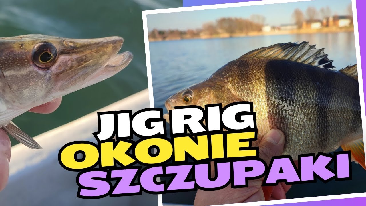 jig rig - okonie i niechciane szczupaki #okoń #spinning #hobby #szczupak