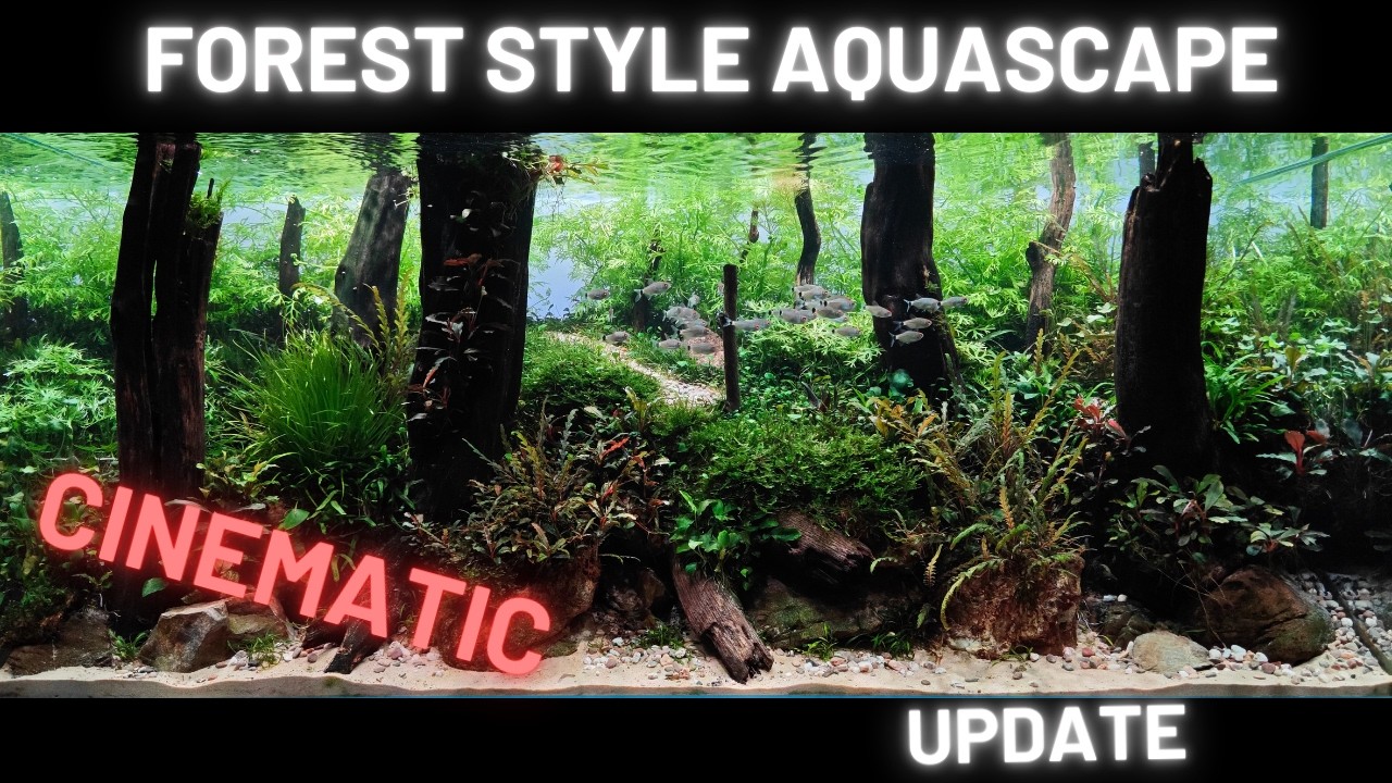 Forest Style Aquascape - 300l Cinematic Update