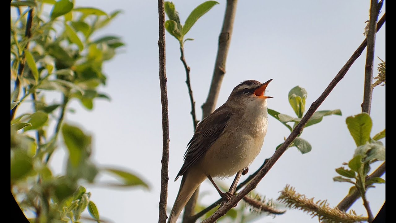 ZEISS Conquest Gavia and  Samsung Galaxy s 10 Digiscoping May 2025 Part4   4K