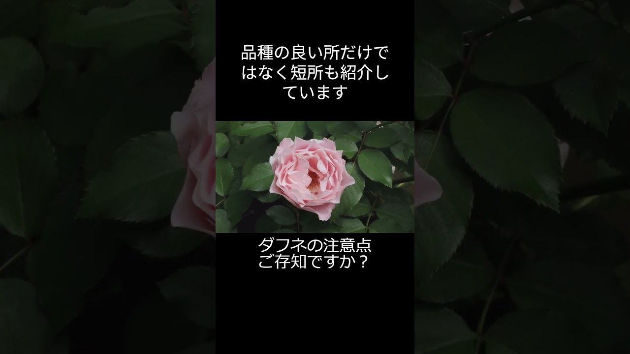 ダフネの注意点 #バラ #薔薇 #園芸 #園芸店 #rose #roses #garden #ガーデニング #gardening #つるバラ #イングリッシュローズ