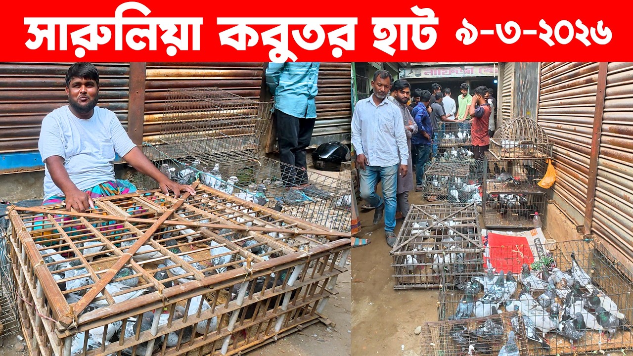 সারুলিয়া কবুতর হাট ৯-৩-২০২৬ | kobutor hat | pigeon market in bangladesh | Saroliya kobutor hat