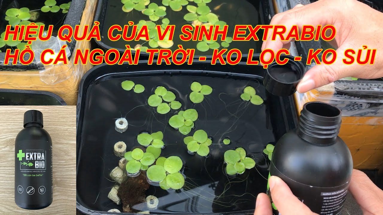 Thử nghiệm vi sinh EXTRABIO với hồ c&aacute; 7 m&agrave;u ngo&agrave;i trời kh&ocirc;ng lọc kh&ocirc;ng sủi oxy | Xem kết quả!!!