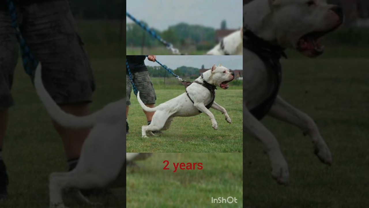 dogo argentino dog life 🧬