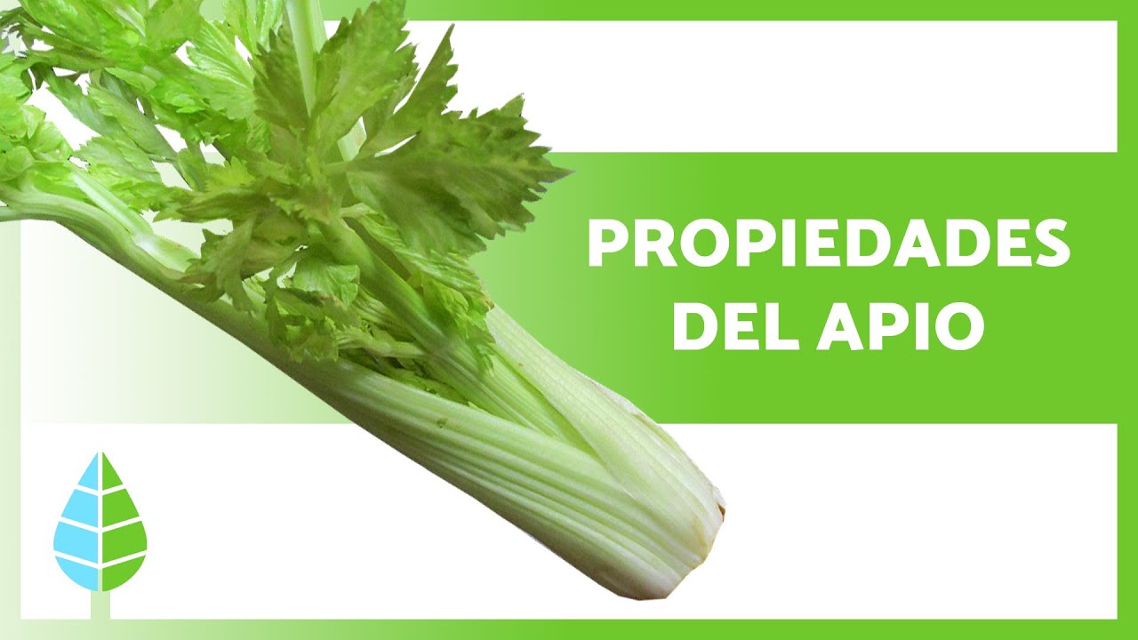 BENEFICIOS del APIO para la SALUD 🥬 (Propiedades, Para Qu&eacute; Sirve y Contraindicaciones)