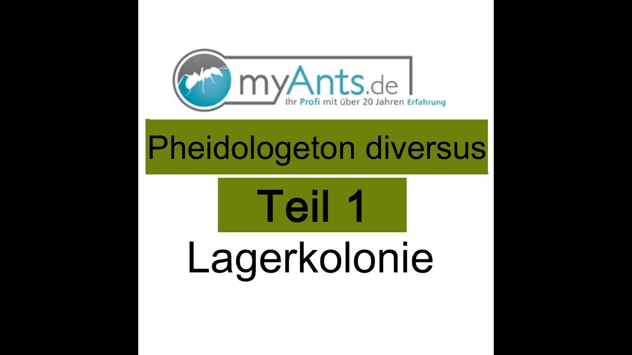 Pheidologeton diversus / Carebara diversa Teil 1 Lagerkolonie