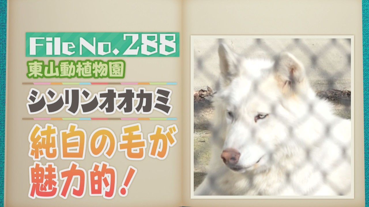 純白のシンリンオオカミ! 東山動植物園の仲良しコンビ、ティムとリンが見せる驚きの行動とは？【どうぶつZOO鑑】