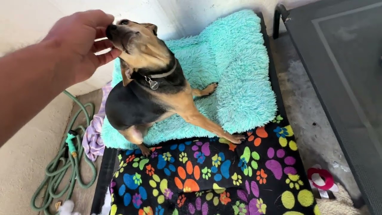 Le falta un pedazo de oreja 😭😱