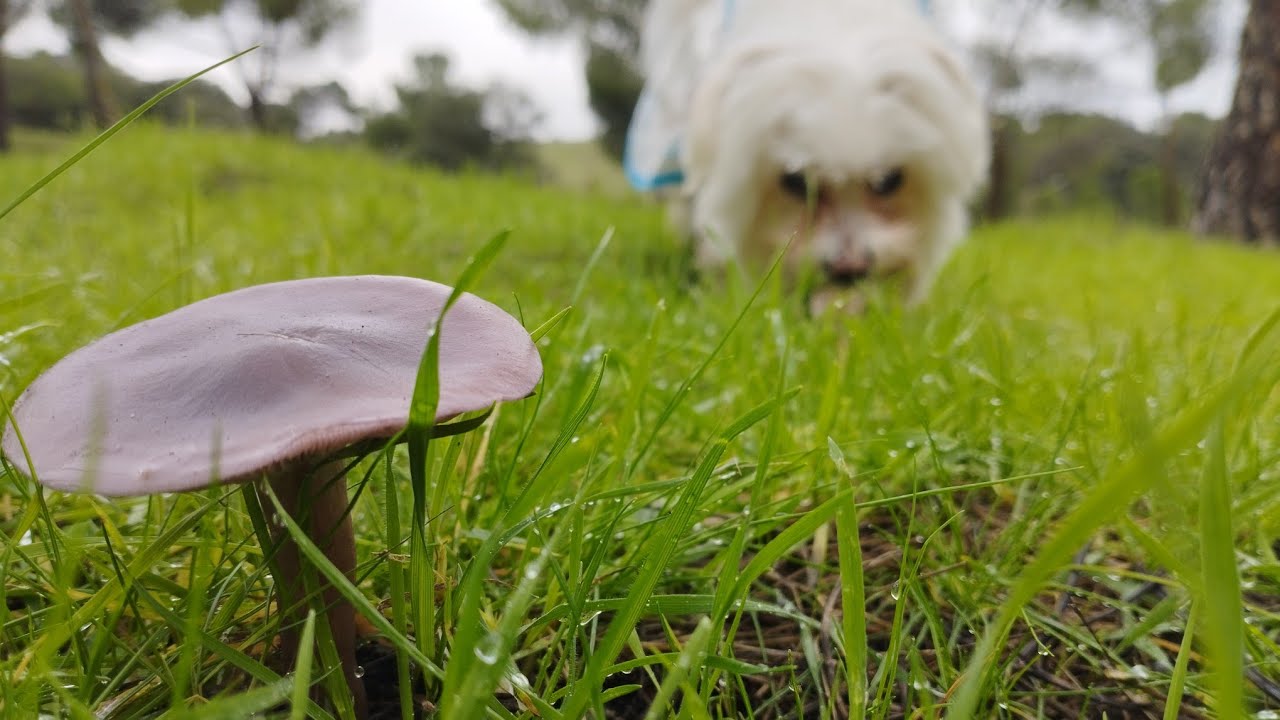 SETAS DE FR&Iacute;O XXL. FINAL DE A&Ntilde;O 2022/23. &iexcl;BROTADA IMPRESIONANTE!