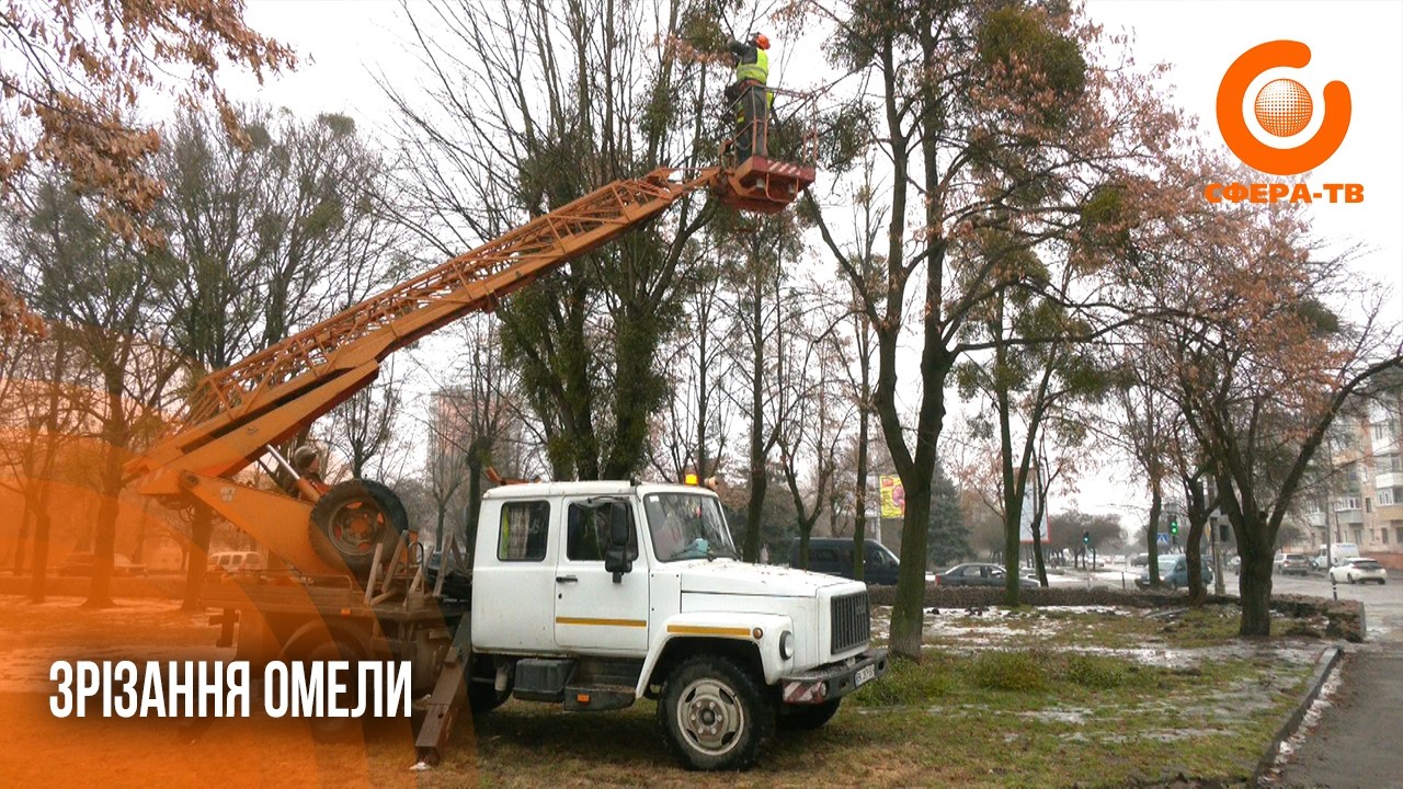 Зрізають омелу: у Рівному триває санітарна обрізка дерев