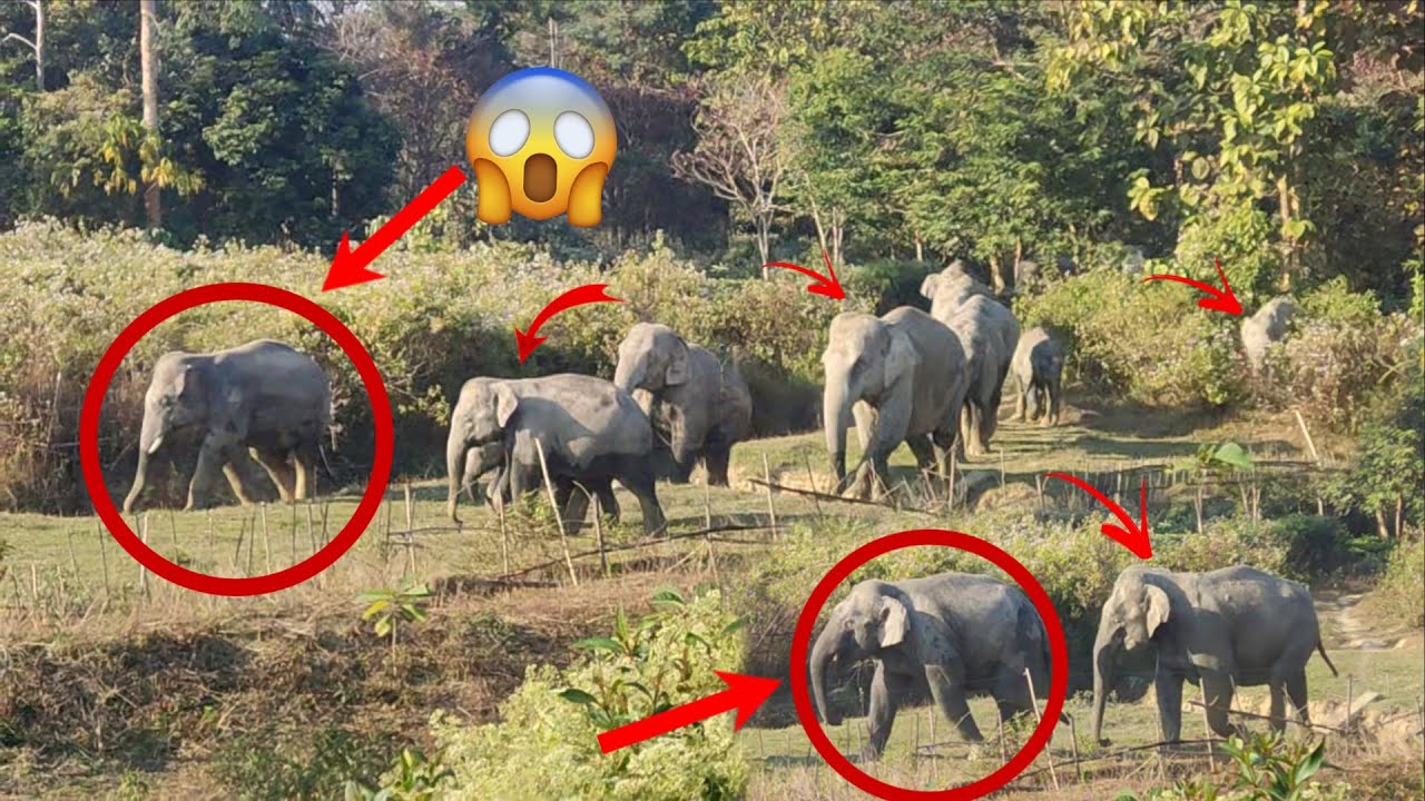 A herd of wild elephants entered the village😱🐘Rare Wildlife Encounter 🌾 || @Aswildelephant 