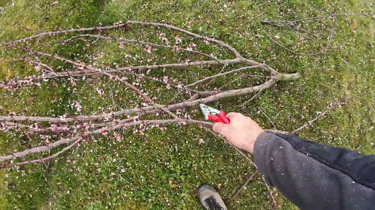 ✂️ Jak na praktický řez meruněk v roce 2025: Tajemství bohaté úrody 🍑🌳 Radkův sad