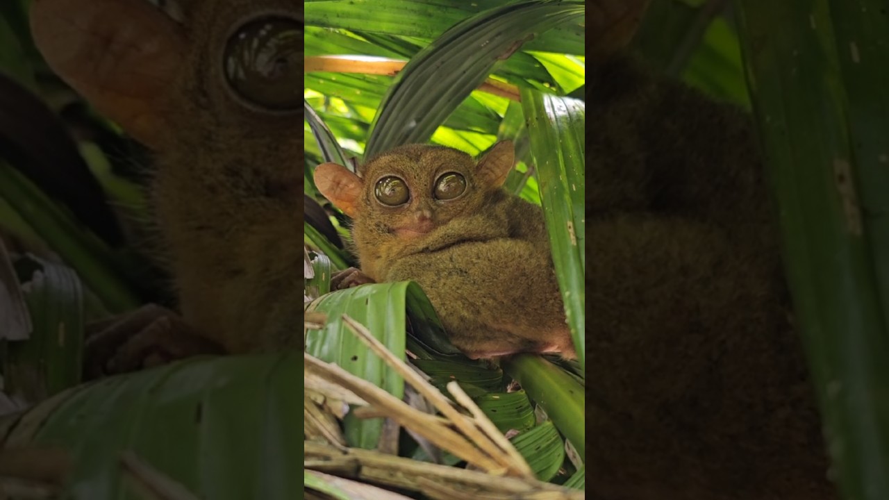 Philippines 2025 - Tarsier Sanctuary #tarsier #philippines #bohol #wyrak #fyp #travel #asia
