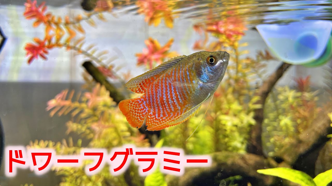 [アクアリウム]熱帯魚屋さんで一番美しかった魚を購入！ドワーフグラミー