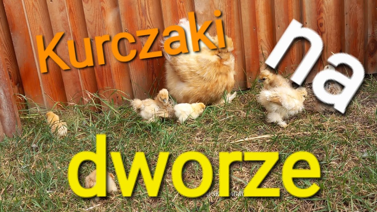 Co słychać w kurniku? Kwoka z kurczakami ma dworze ! wypuszczanie silek, woda w kurniku!