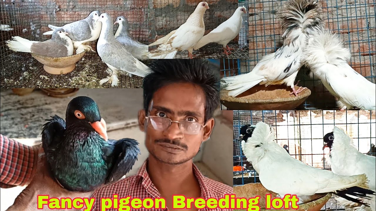 Fancy pigeon breeding loft of samit vai on Diamond Harbour