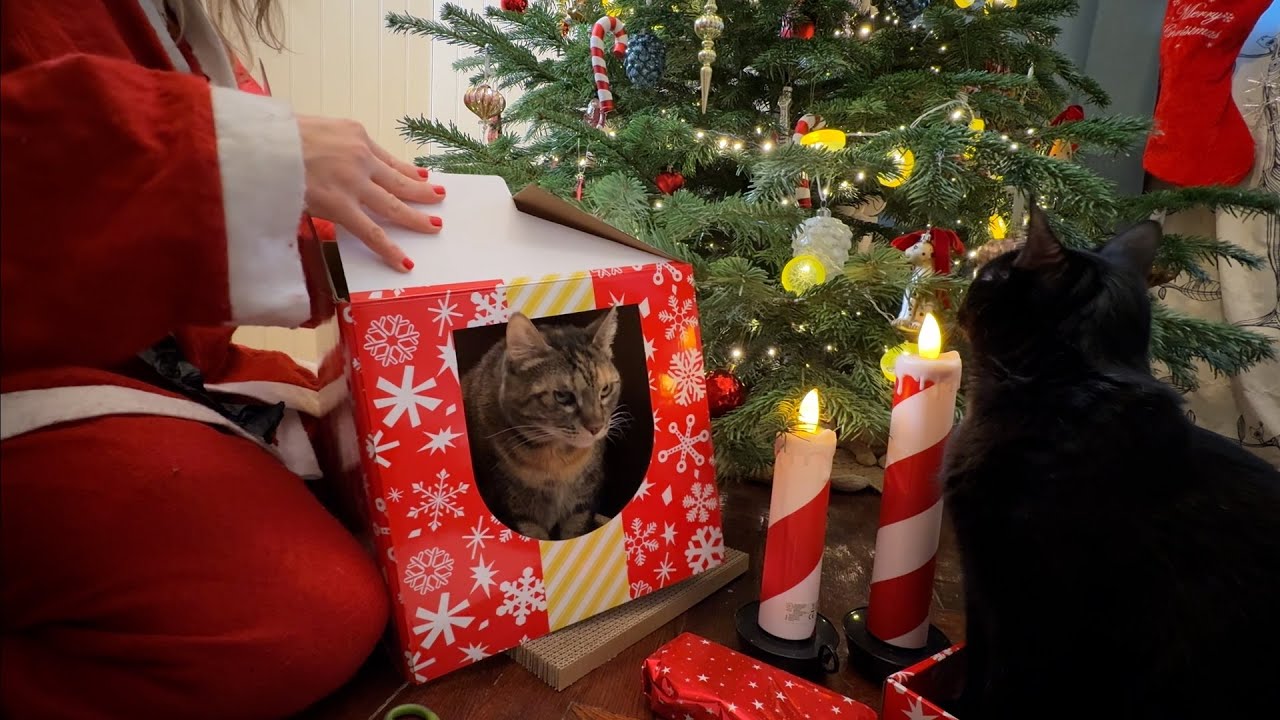 Cats open the gift with their claws - Christmas