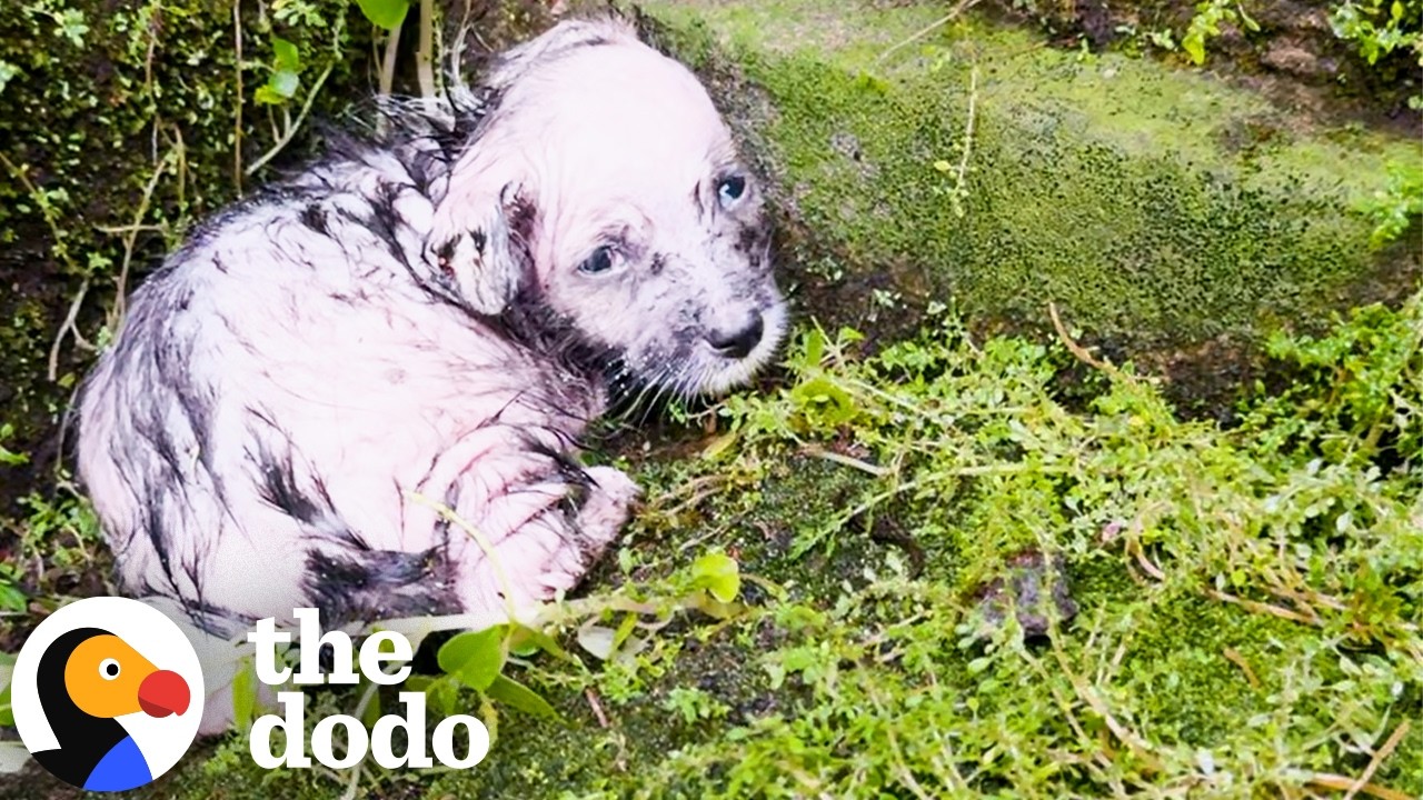 Когда приютить бездомных собак становится вашим делом | The Dodo