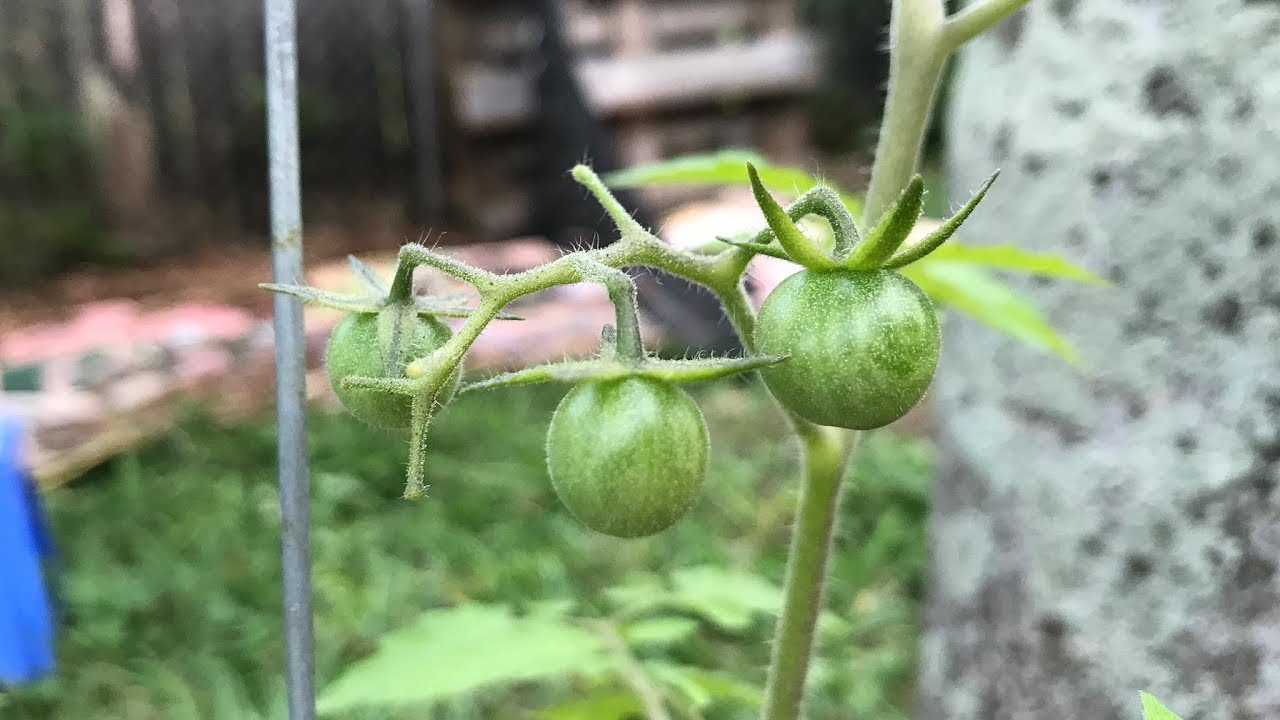 ONE OF THE BEST TOMATOES TO GROW IN SOUTH FLORIDA | Gardening Vlog