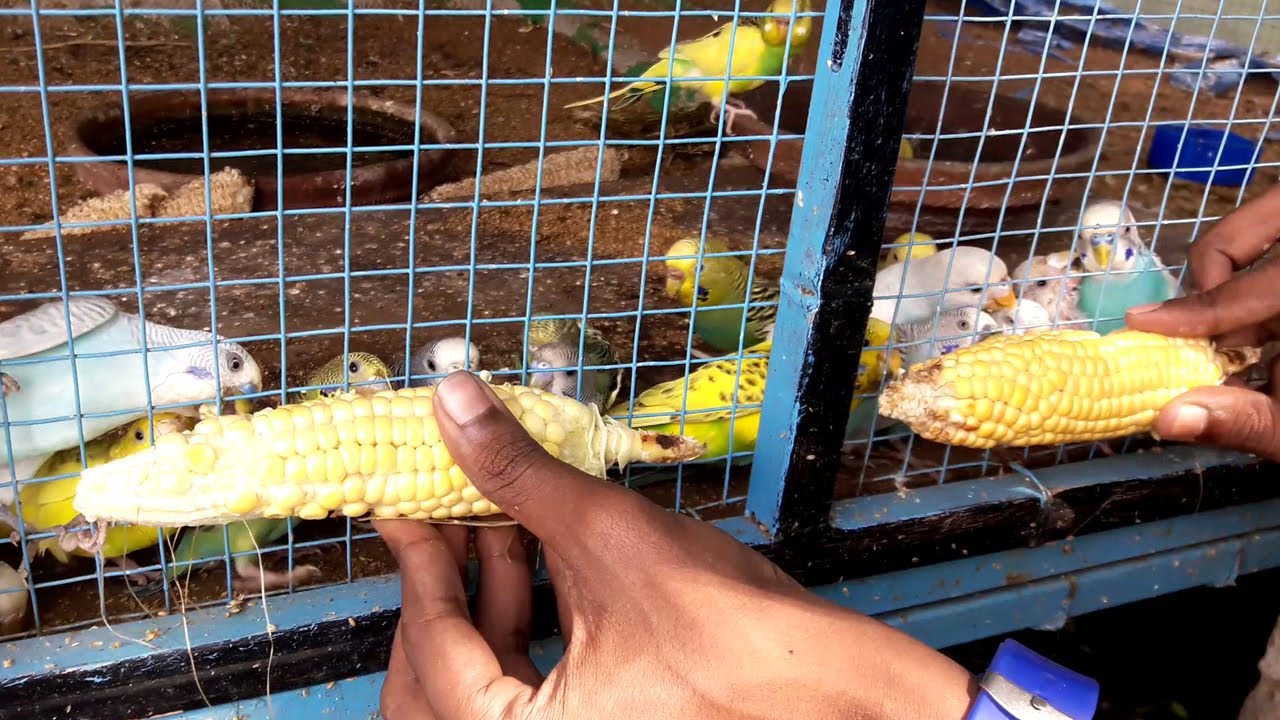 Budgie Bird Food || Breeding | Cage | Care | Chirping | Sounds