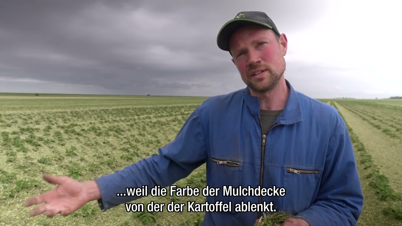 Regenerative Landwirtschaft - Mulchen die Kartoffeln