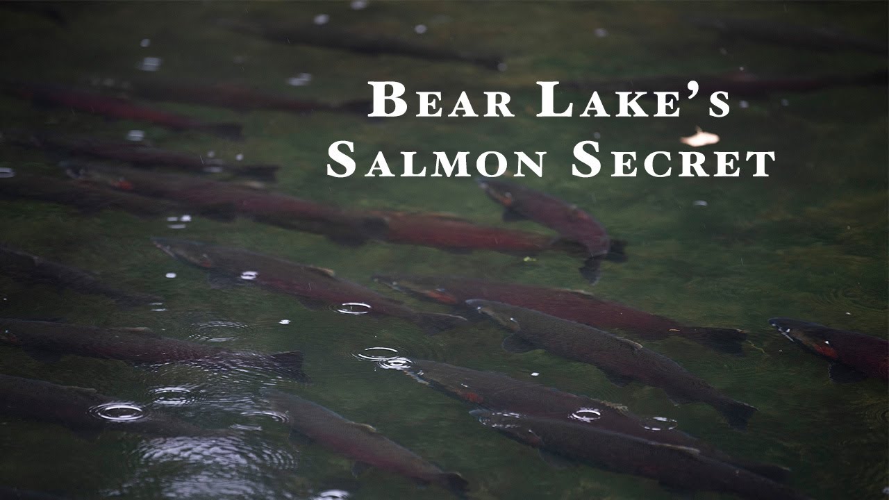 Bear Lake Seward Alaska Sockeye Salmon Weir