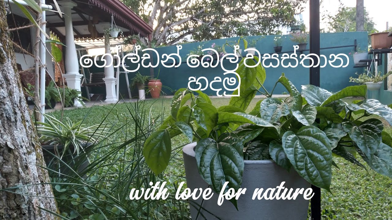 ගෝල්ඩන් බෙල් වාසස්තාන මෙහෙම හදමු #gardening #viralvideo 