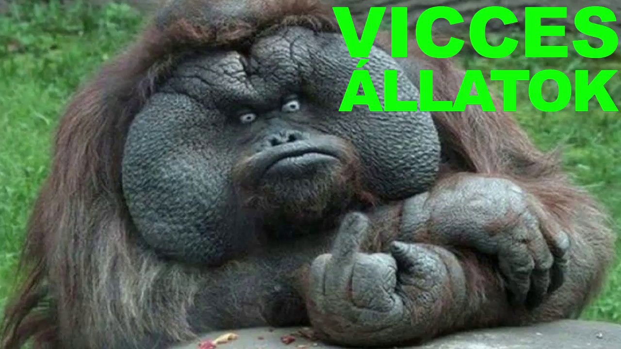 😸 VICCES &Aacute;LLATOK 2018 #8 pr&oacute;b&aacute;lj meg nem nevetni vagy mosolyogni - 2018 vide&oacute; &ouml;ssze&aacute;ll&iacute;t&aacute;s