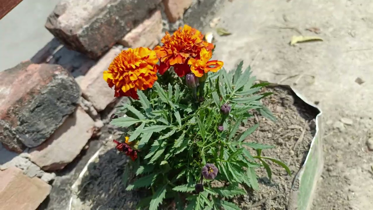 Gardening or the Rooftop 