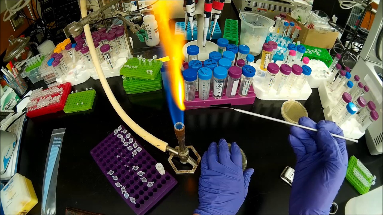 Streaking out bacteria on an LB-agar plate
