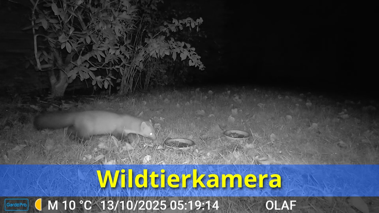 Wildtierkamera oder nachts, wenn alle schlafen