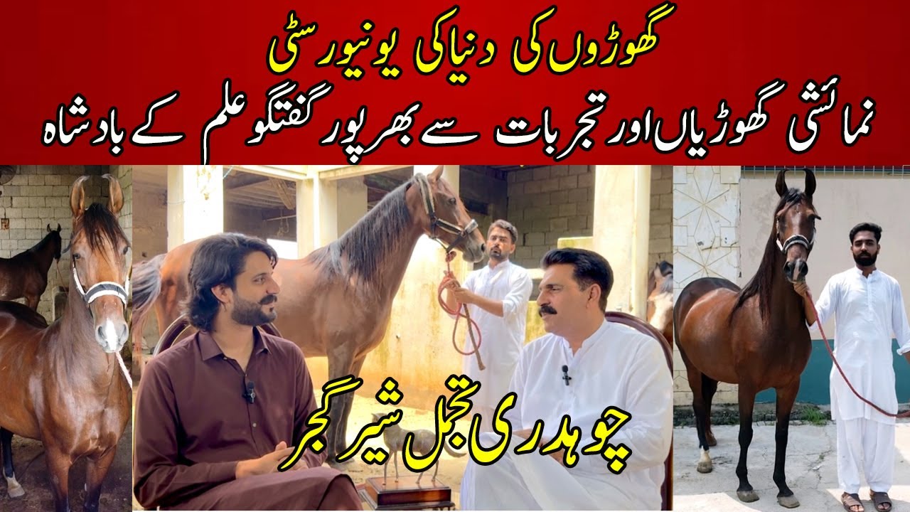 Exclusive interview A Real horse man Ch Tajamal Shar Gujjar Gujrat | Most beautiful desi mares colt