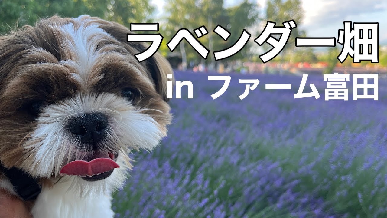 【シーズー犬】中富良野町　ファーム富田へドライブ〜ラベンダー畑