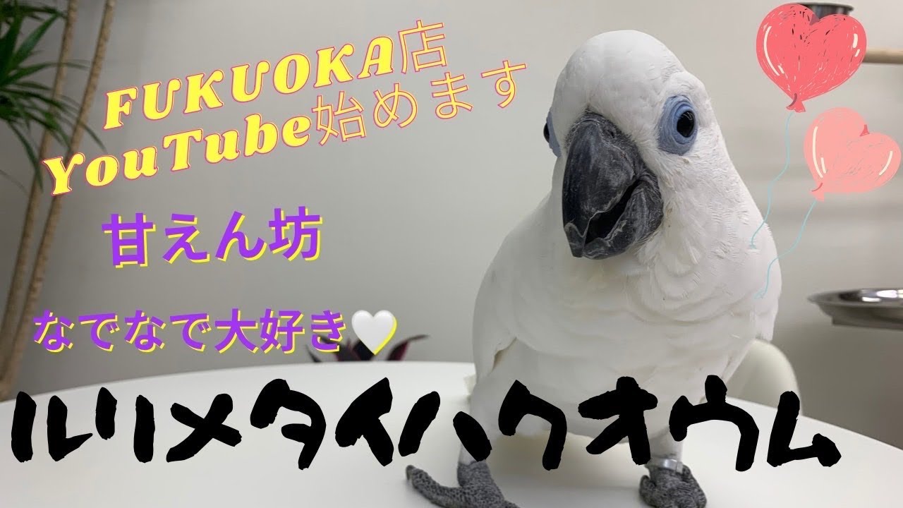 【えとぴりかFUKUOKA】オープンしました！【ルリメタイハクオウム】