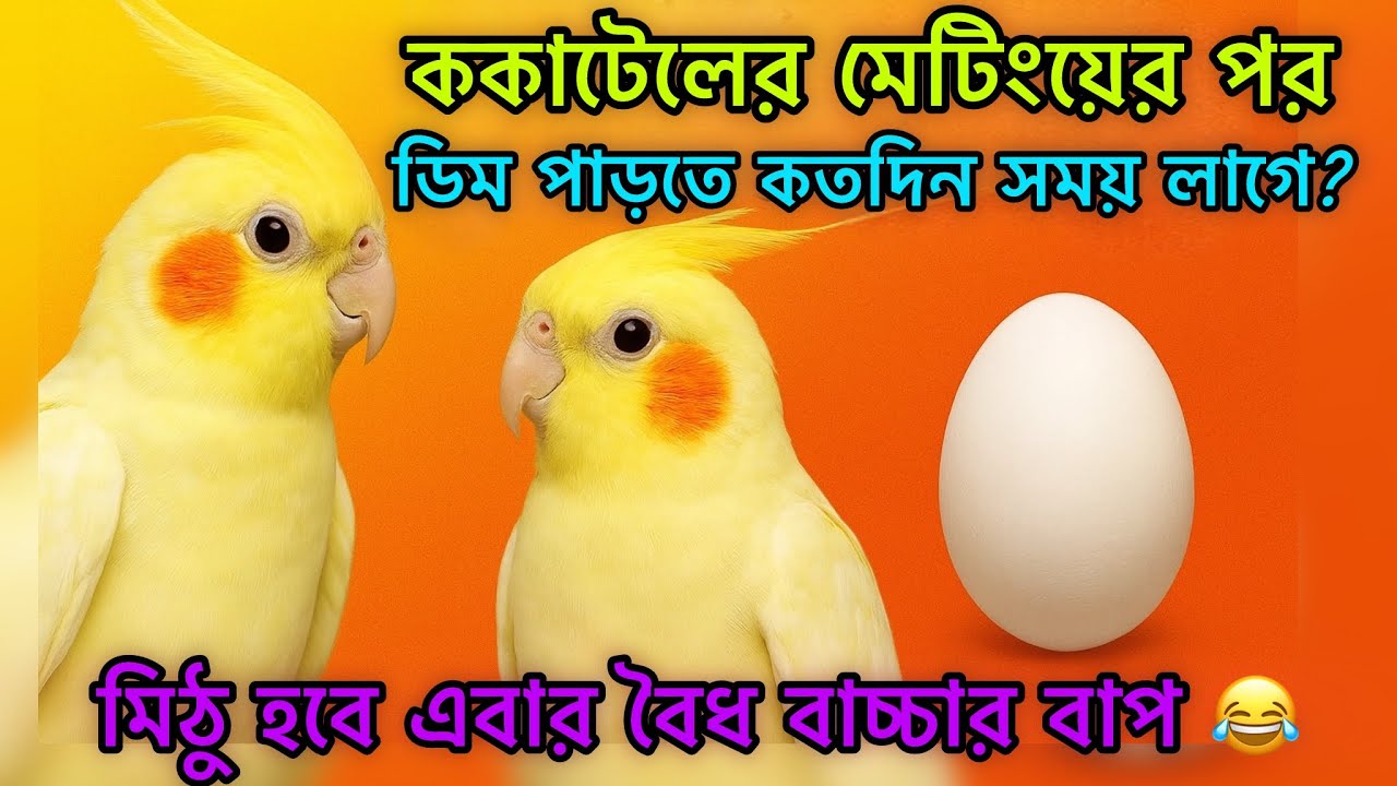 ককাটেল পাখির মেটিংয়ের পর ডিম দিতে কতদিন সময় লাগে?Cockatiel bird egg laying full process |