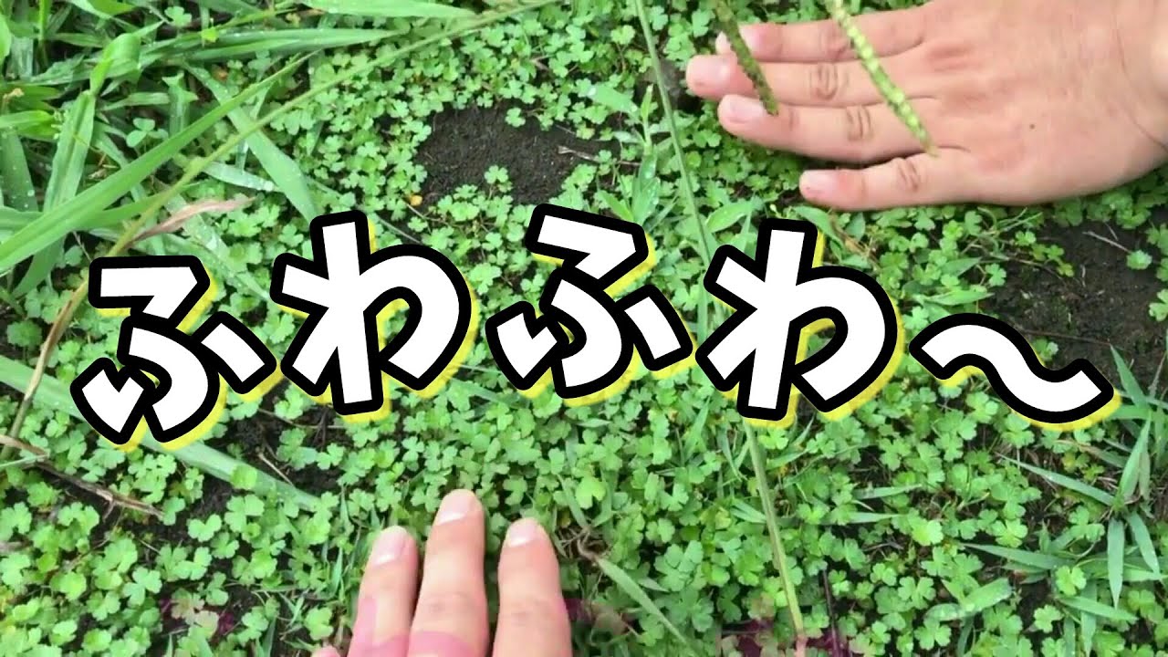 絆創膏に使われていたチドメグサにそっと触ってみた