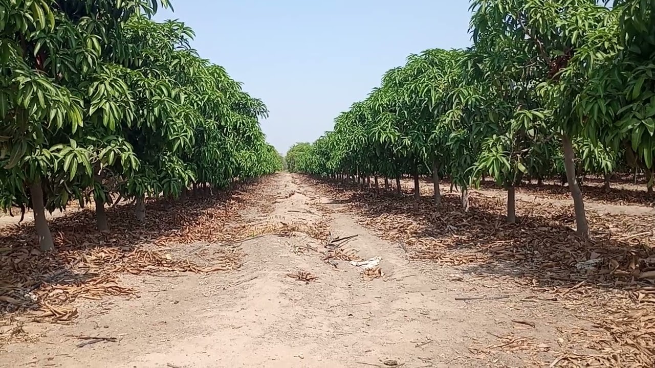 MANGO KENT: SIEMBRA EN ALTA DENSIDAD.