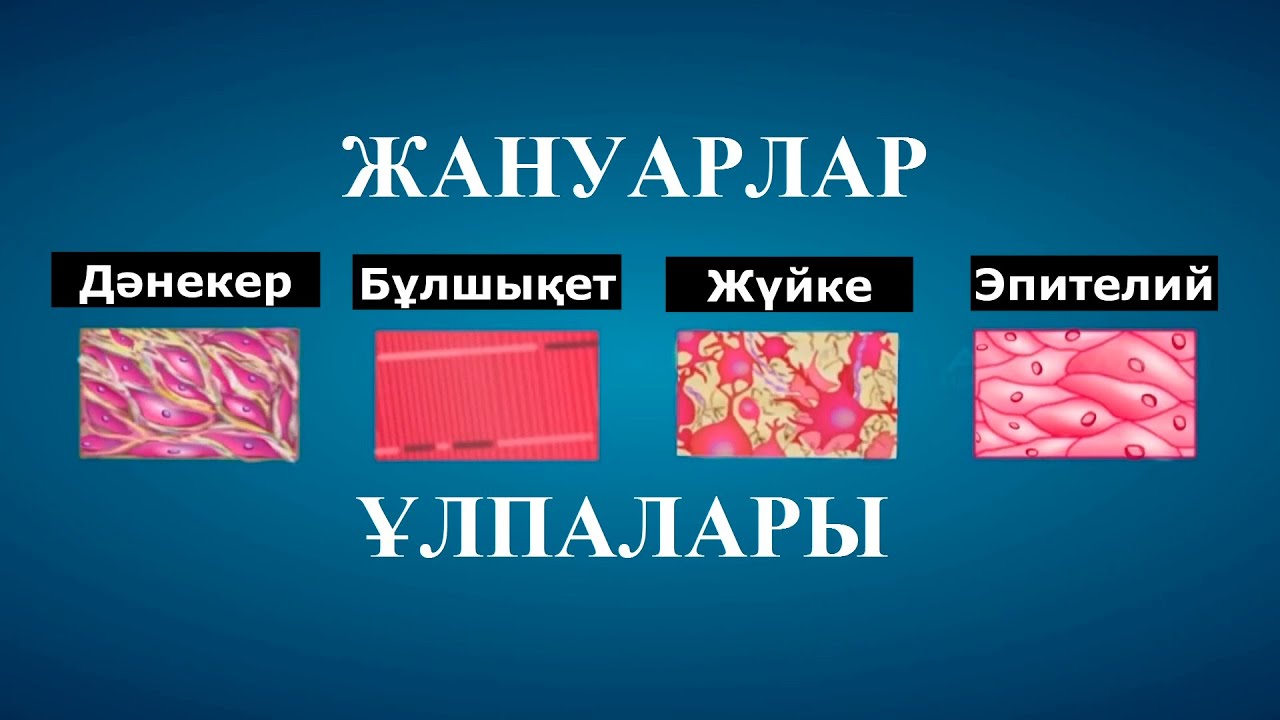 Жануарлар ұлпалары