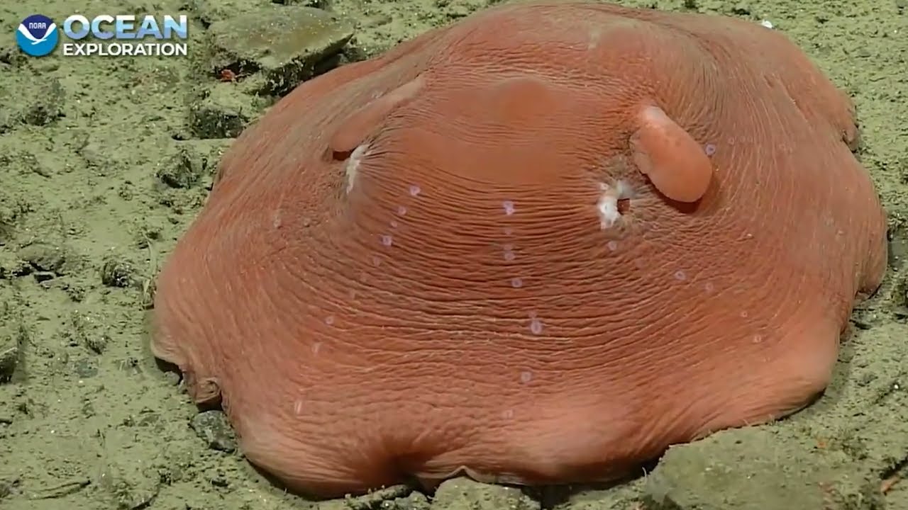 Squishy Octopus Goodness