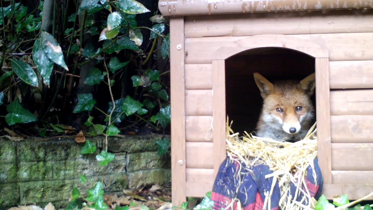 Vixen seeking shelter from the rain