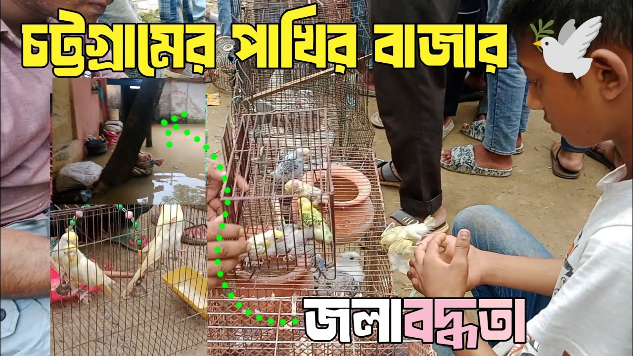 বটতল বাজারের পাখি 🕊️ | Chittagong Bird Market & Rainy City View| নিচু এলাকার জলাবদ্ধতা