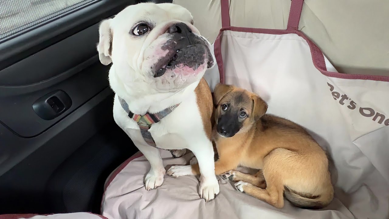 お母さん役まるこのくっつき虫になった子犬…初めて人混みの中でお散歩頑張ってみた結果…