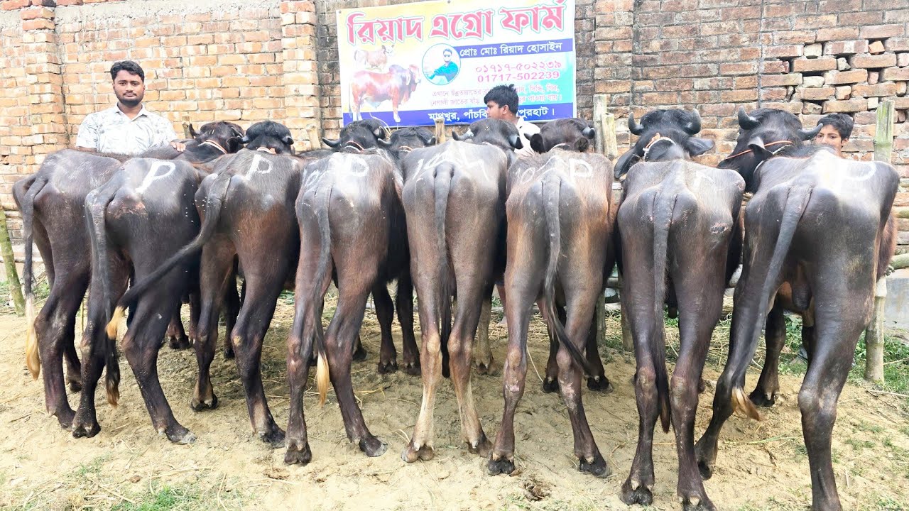 ২৫/২/২৬/বর্ডার এলাকা থেকে ডাইরেক জেল খাটা মহিষের প্যাকেজ বিক্রয় হচ্ছে সুলভ মূল্যে রিয়াদ এগ্রো থেকে