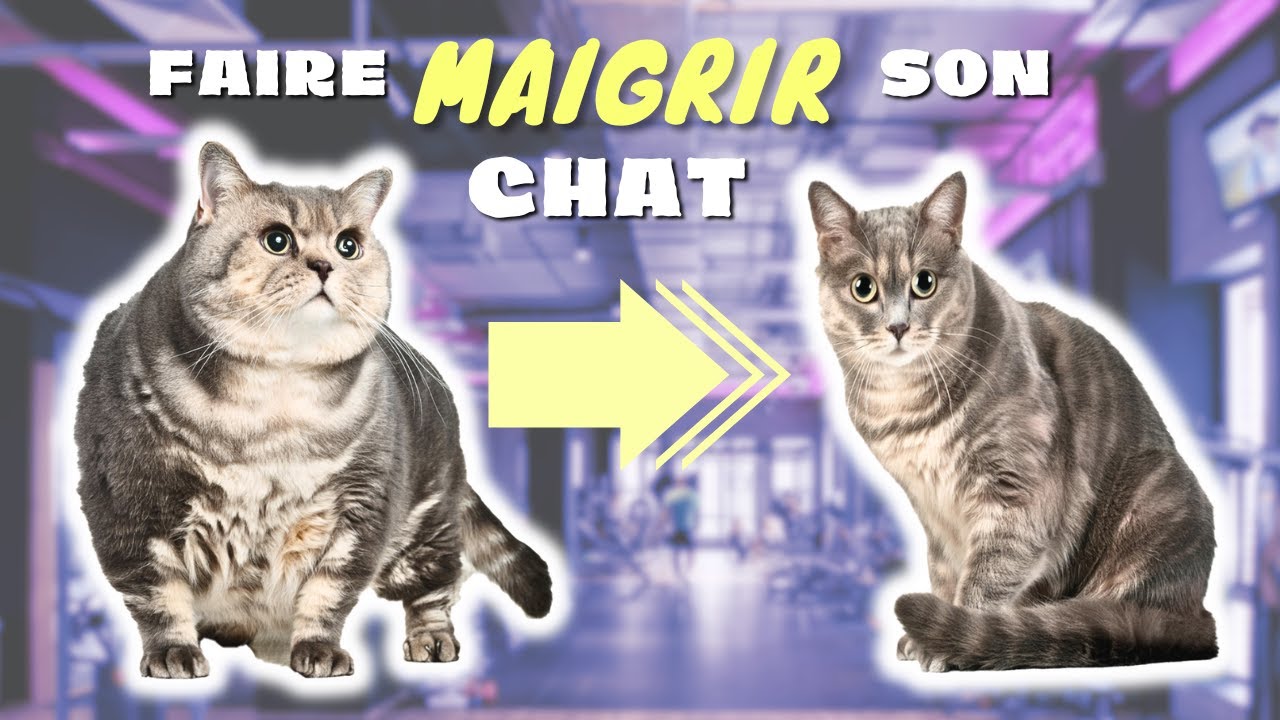Comment faire maigrir son chat de manière durable et sans frustrations