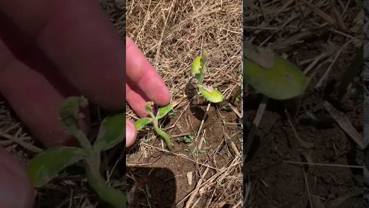 Soybean Emergence and Common Problems