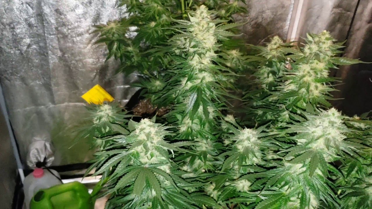 Hawaiian pakalolo pua mana seeds update week 5 & 6